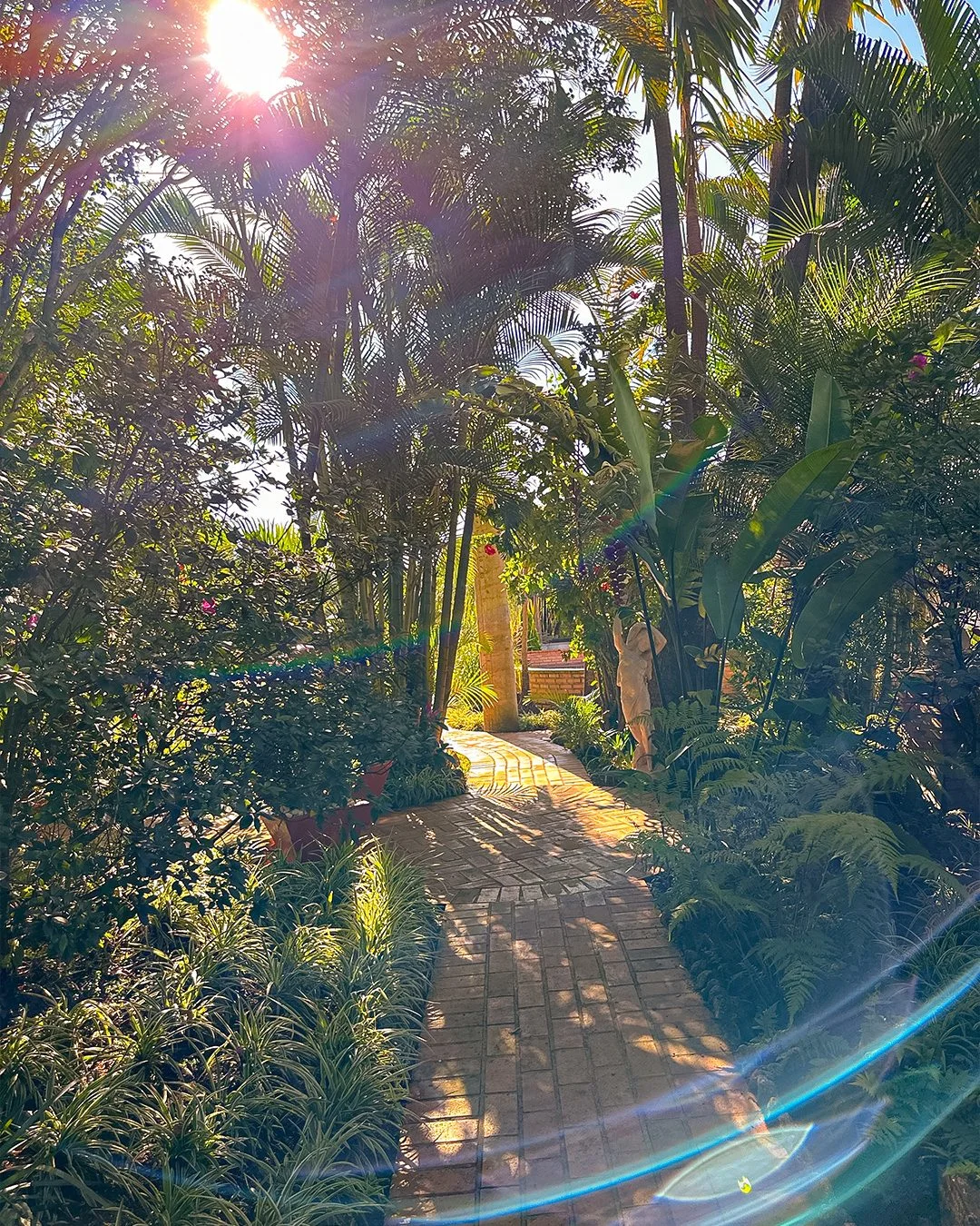 Caminho de pedras entre a vegetação com sol ao fundo